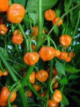 Piquant - Habanero Orange