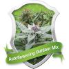 Autoflowering Outdoor Mix 3ks/auto.
