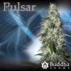Pulsar 3ks/fem.