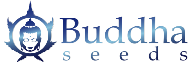 buddha-seeds_banner (originál)