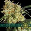 Gouda's Grass ( Dehli Cheese) 10ks/fem.