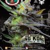 King Kong 5ks/fem.